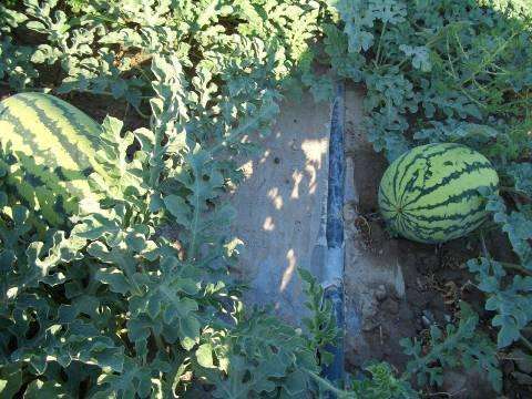 西瓜的节水灌溉方式