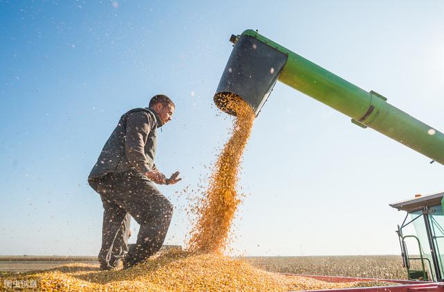 玉米小麦价格将大幅上涨？农业农村部官方预测来了，农民赶快了解