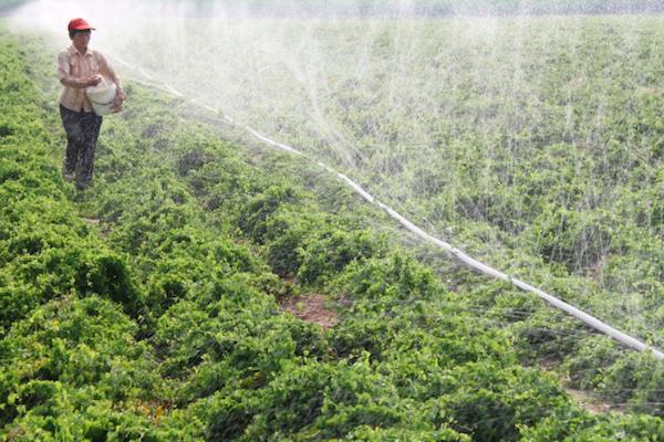 农村节水灌溉的四种办法，干旱也能种出好庄稼