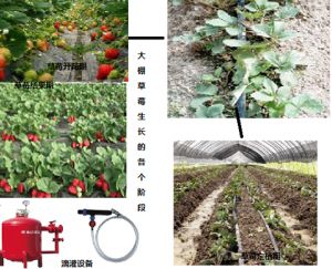水肥一体化技术在大棚草莓种植中的应用