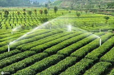 茶叶种植的水肥一体化知识，你知道吗？